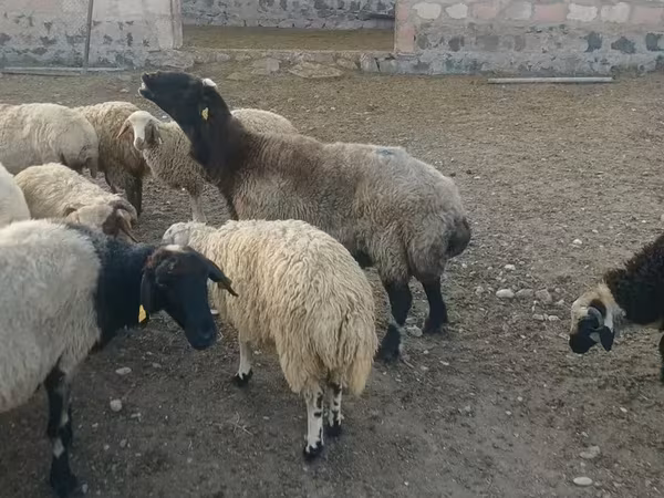 مینڈھا, بھیڑیں