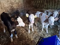 Lembu betina, Simmental cattle — foto 4