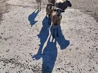 Ovce, Cameroon sheep — foto 1