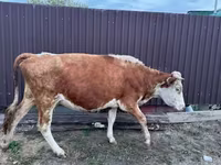 İnek, Simmental cattle — foto 1