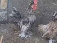 Chickens — الصورة 8