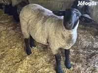 Vædder, White Suffolk sheep — foto 1