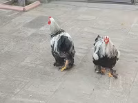 براهما — عکس 3