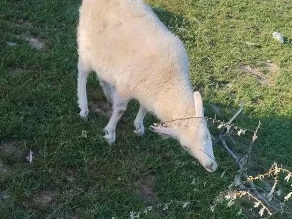 بز ماده, Russian White goat