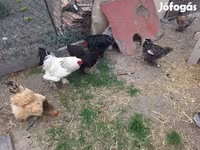 Chickens — zdjęcie 4