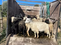 بز نر, بز — عکس 2