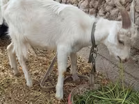 بز ماده, بز — عکس 5