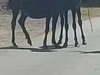 Aygır, Atlar — foto 1