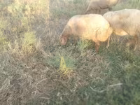 Ido, Sheep — sawirka 8