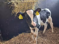 Býk, Russian Black pied cattle — foto 4