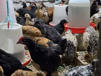 Chickens — foto 5