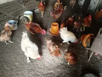 Chickens — 사진 5