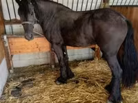 Klisna, Friesian — foto 3