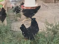 Chickens — foto 4