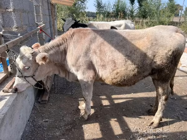 Ko, Simmental cattle