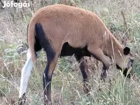 Får, Cameroon sheep — foto 5