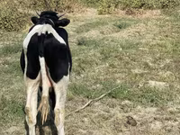 Lembu ternakan (lot, jantina tidak dinyatakan), Russian Black pied cattle — foto 5