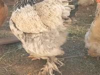 Brahma — foto 2