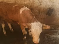 Byk, Simmental cattle — zdjęcie 3