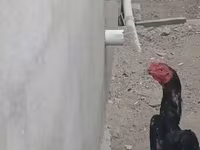 Chickens — foto 2