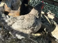 Chickens — foto 8