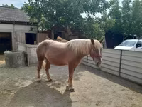 Aygır, Atlar — foto 4