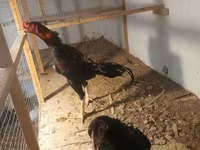 Chickens — zdjęcie 2