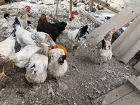 Chickens — foto 3