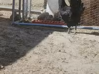 Ajam cemani — fotografija 5