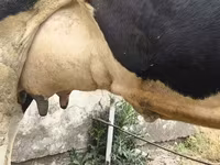 Сиыр, Russian Black pied cattle — 7-сурет