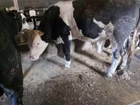 Banteng, Simmental cattle — foto 6
