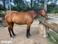 گھوڑی, Nonius horse — تصویر 2