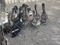 Ducks — լուսանկար 3