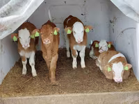 گاو نر, Simmental cattle — عکس 1