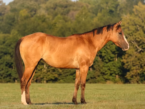 Kuda betina, Quarter Horse