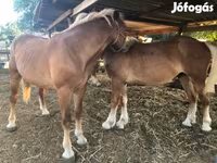 Hingst, Heste — foto 3