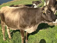 Krava, Simmental cattle — fotografija 1