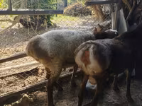 Kos, Rhon sheep — 3. fotó