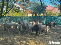 میش, گوسفند — عکس 5