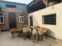 ஆண் ஆடு, Rhon sheep — புகைப்படம் 6