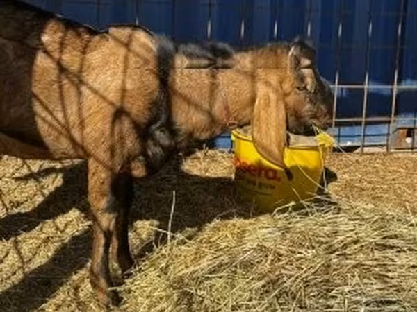 Taka, Nubian Goat