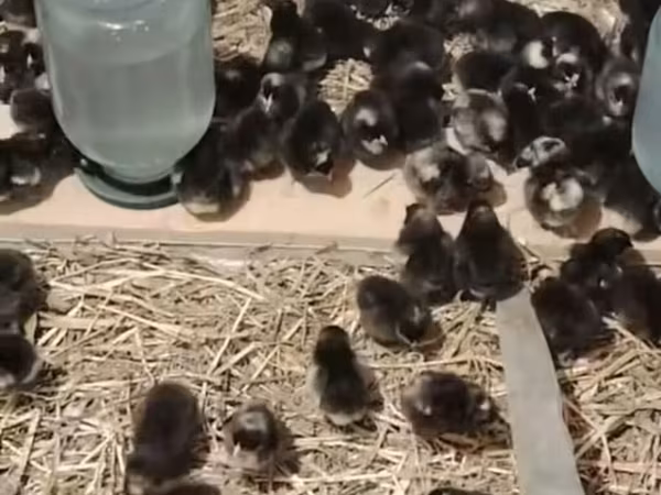 Chickens