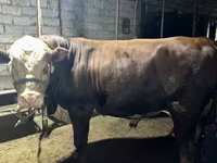 Býk, Simmental cattle — foto 4