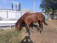 Էգ ձի, Thoroughbred horse — լուսանկար 1