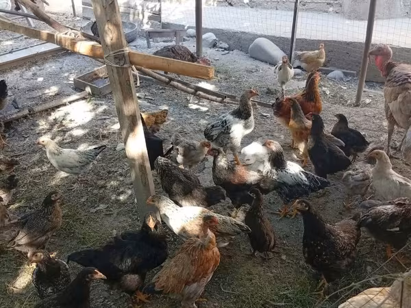 Chickens