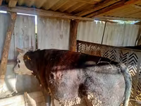 گاو نر, گاو — عکس 3