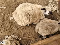 雌羊, Tsigai sheep — 写真 4