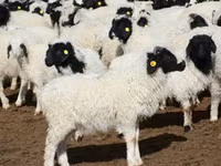 Pecora, Romanov sheep — foto 8