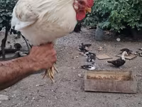 Chickens — foto 1