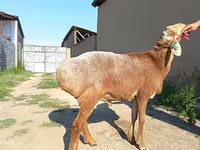 كبش, Agin sheep — الصورة 4